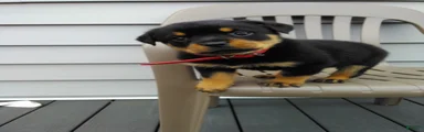 Rottweiler Puppy 2