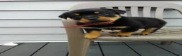 Rottweiler dogs for sale: Rottweiler Puppy 2 - Ad 1