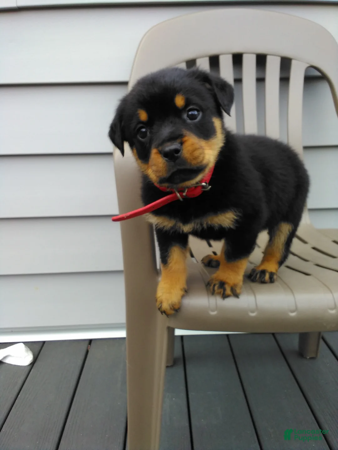 Rottweiler dogs for sale: Rottweiler Puppy 2 - Ad 1