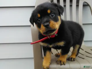 Rottweiler dogs for sale: Rottweiler Puppy 2 - Ad 1