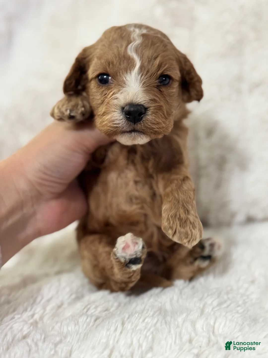 Cavapoo dogs for sale: Teddy - Ad 2