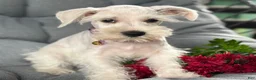 Miniature Schnauzer dogs for sale: Winnie - Ad 3