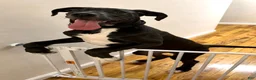 Great Dane dogs for sale: Dino - Ad 5