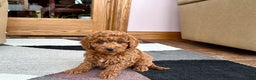 Cavapoo dogs for sale: Cavapoo male Puppy 2 - Ad 3