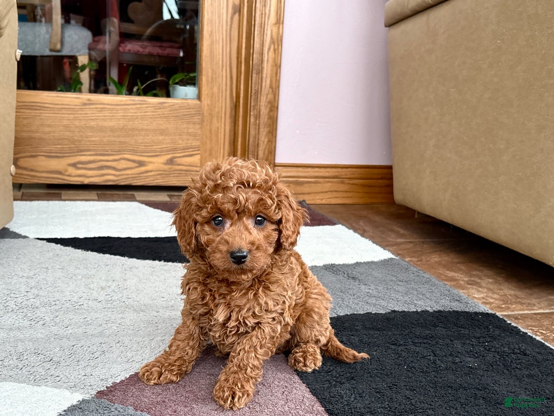 Cavapoo dogs for sale: Cavapoo male Puppy 2 - Ad 3