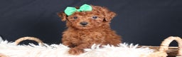 Miniature Poodle dogs for sale: BUSTER - Ad 1