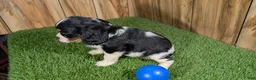 Cavalier King Charles Spaniel dogs for sale: Bessie Boy 1 - Ad 4