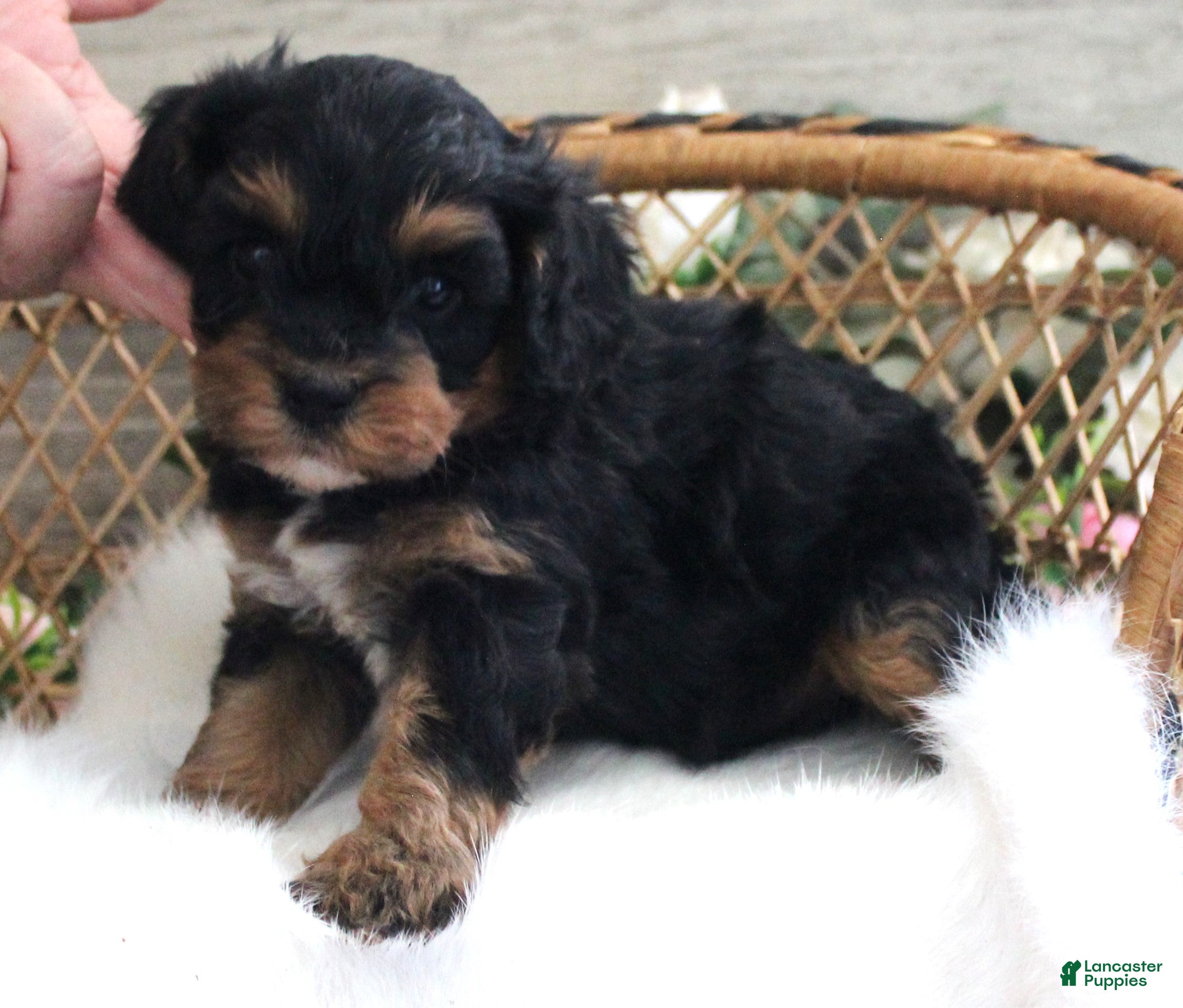 Cavapoo dogs Autumn's #6 Male - Ad 18