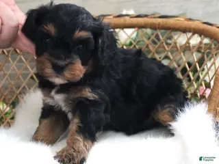 Cavapoo dogs Autumn's #6 Male - Ad 18