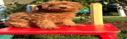 Toy Poodle dogs for sale: Jewel - Ad 4