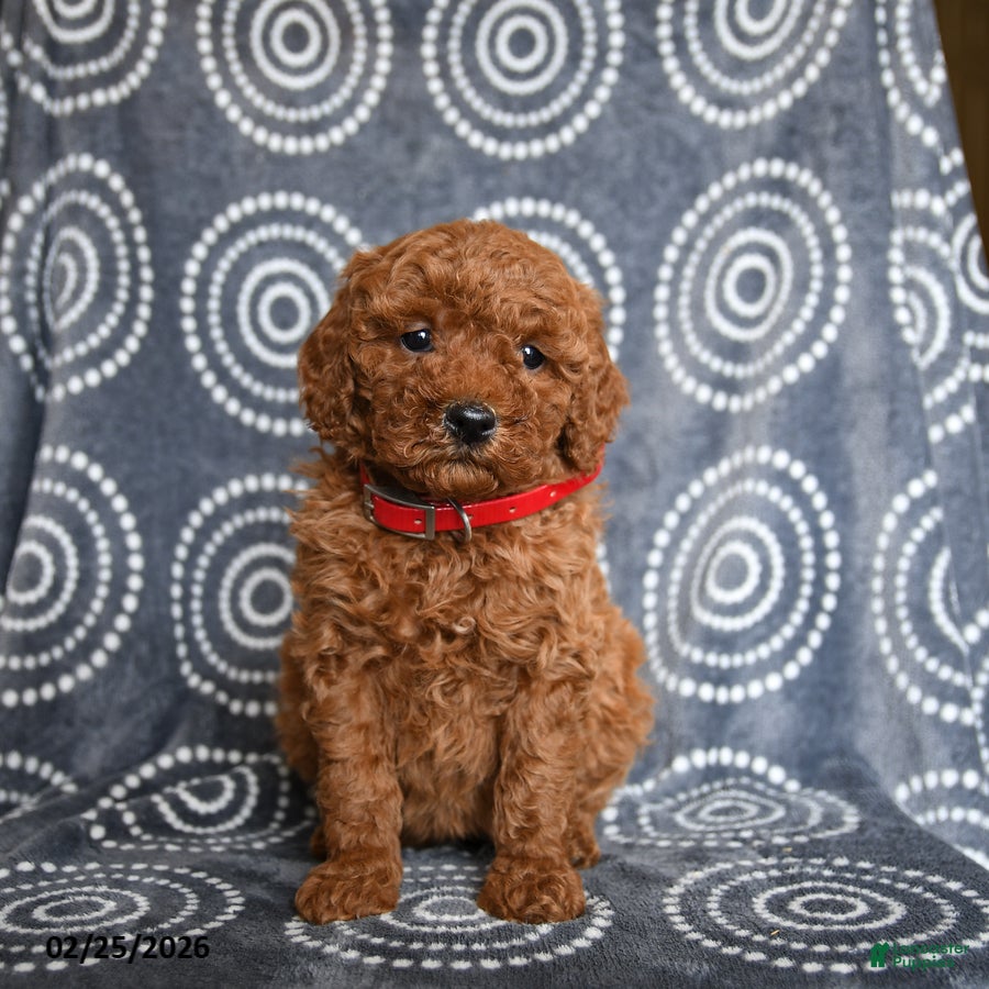 Mini Goldendoodle dogs Beauty - Ad 2