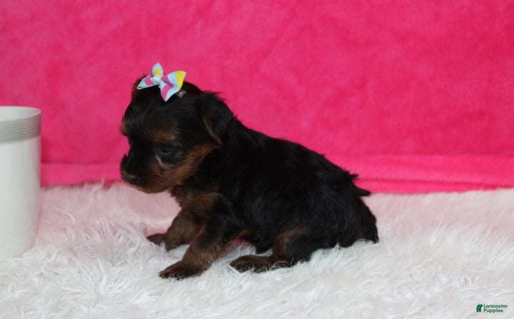 Yorkiepoo dogs Evelyn  - Ad 2
