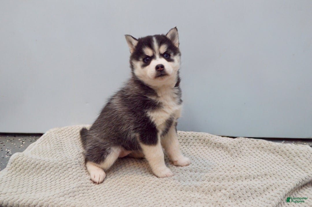 Pomsky dogs for sale: Essie - Ad 4
