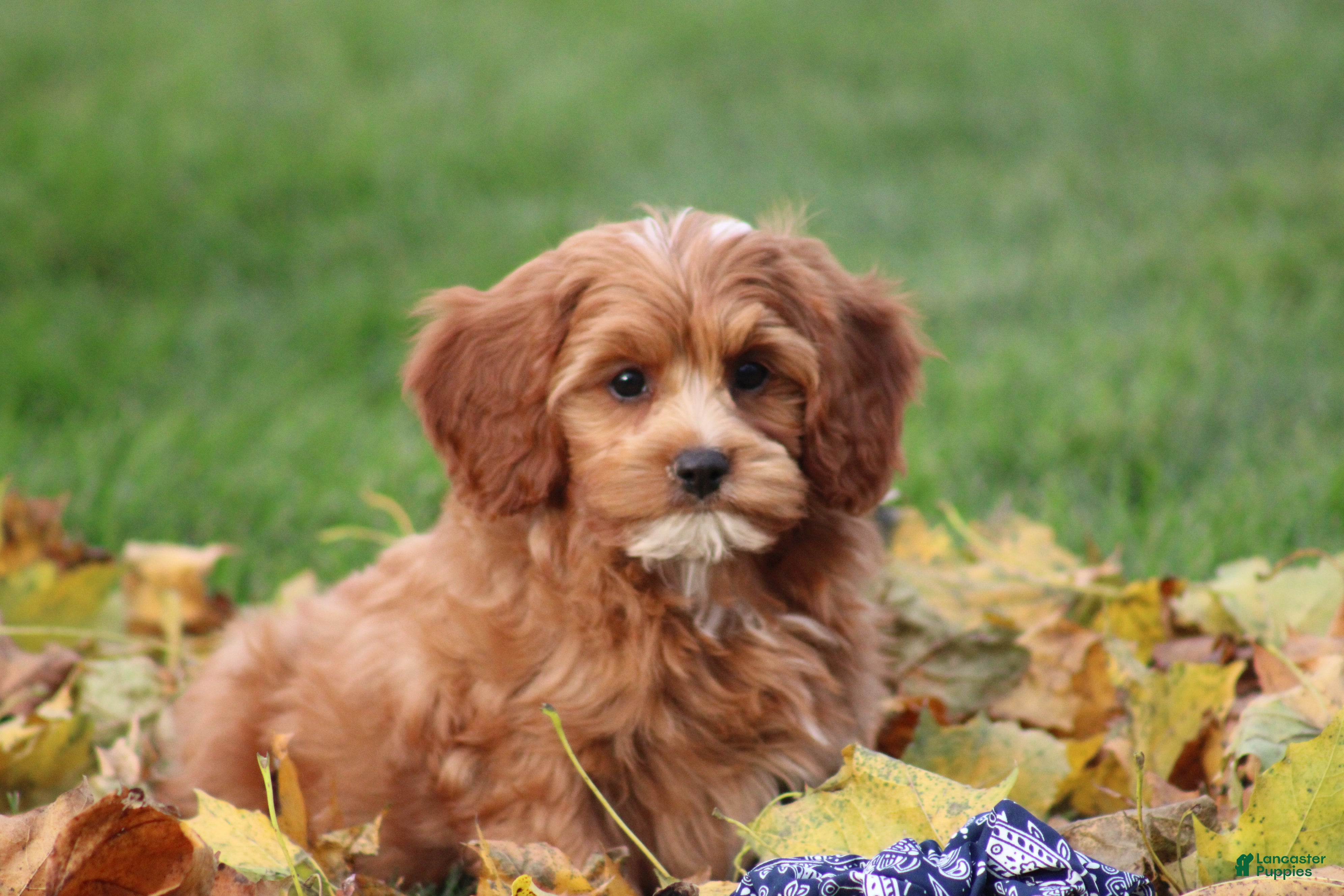 Cavapoo dogs for sale: Bryce - Ad 2
