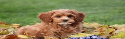 Cavapoo dogs for sale: Bryce - Ad 2