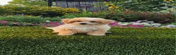 Havapoo dogs for sale: Avery - Ad 5