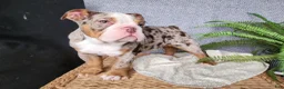 English Bulldog dogs for sale: Fletch - Ad 9