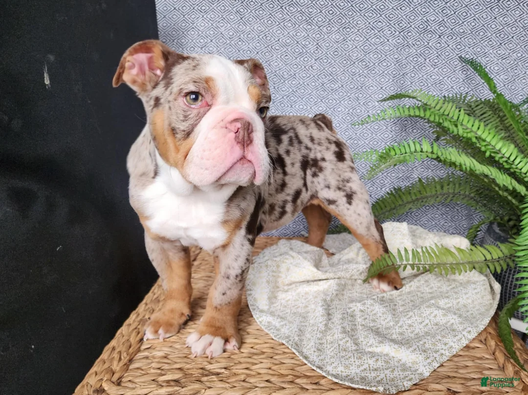 English Bulldog dogs for sale: Fletch - Ad 9