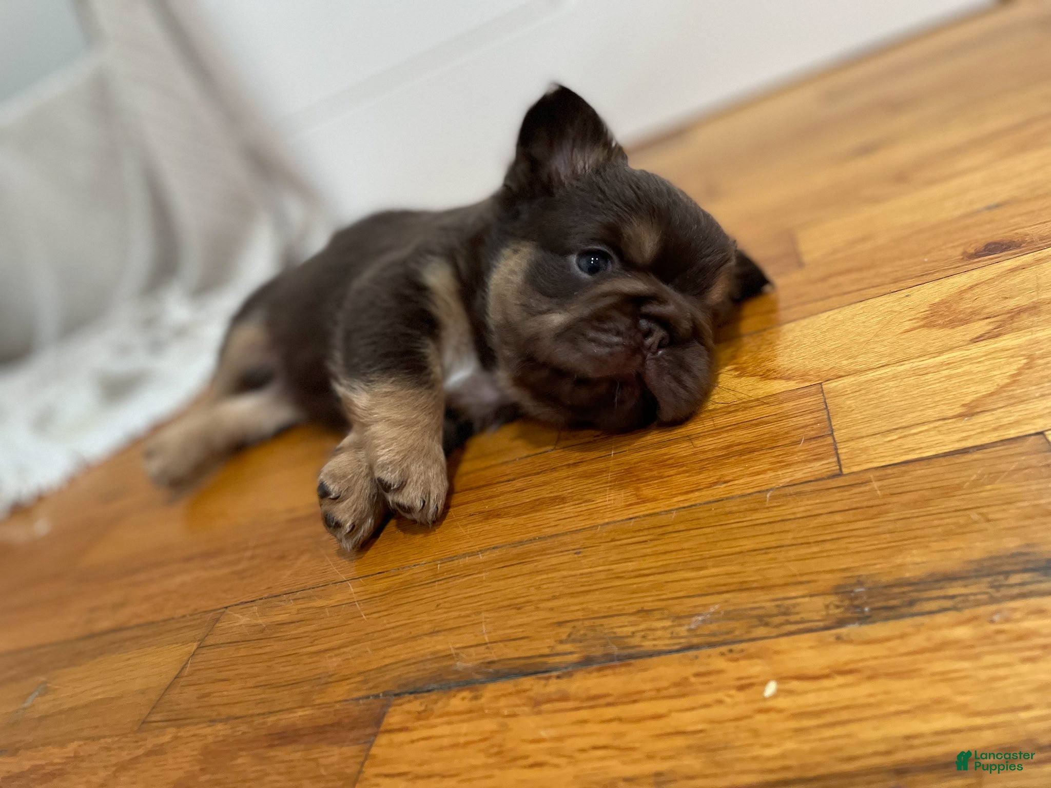 French Bulldog dogs Chewy - Ad 2
