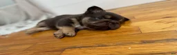 French Bulldog dogs for sale: Chewy - Ad 2