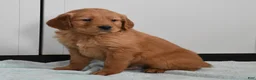 Golden Retriever dogs for sale: Dallas Genetic/OFA - Ad 6