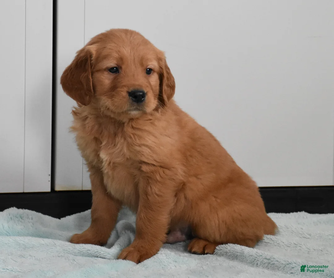 Golden Retriever dogs for sale: Dallas Genetic/OFA - Ad 6
