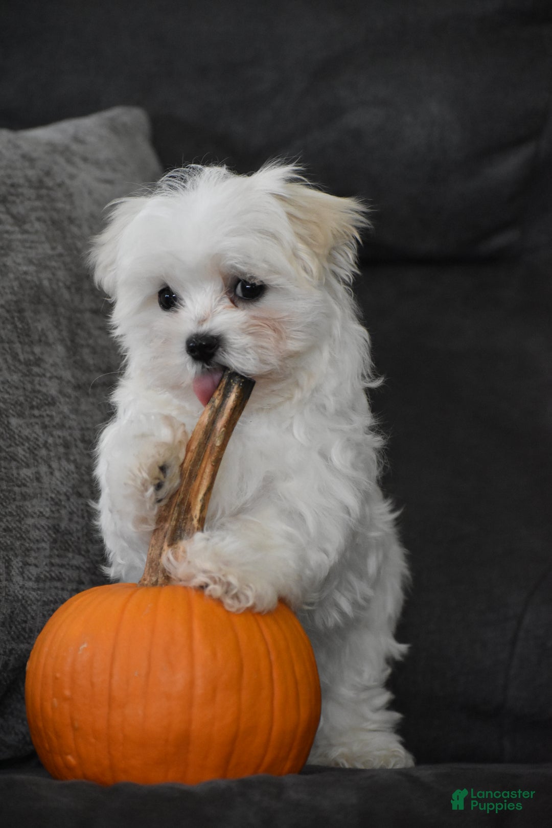 Maltese dogs for sale: Skye - Ad 8