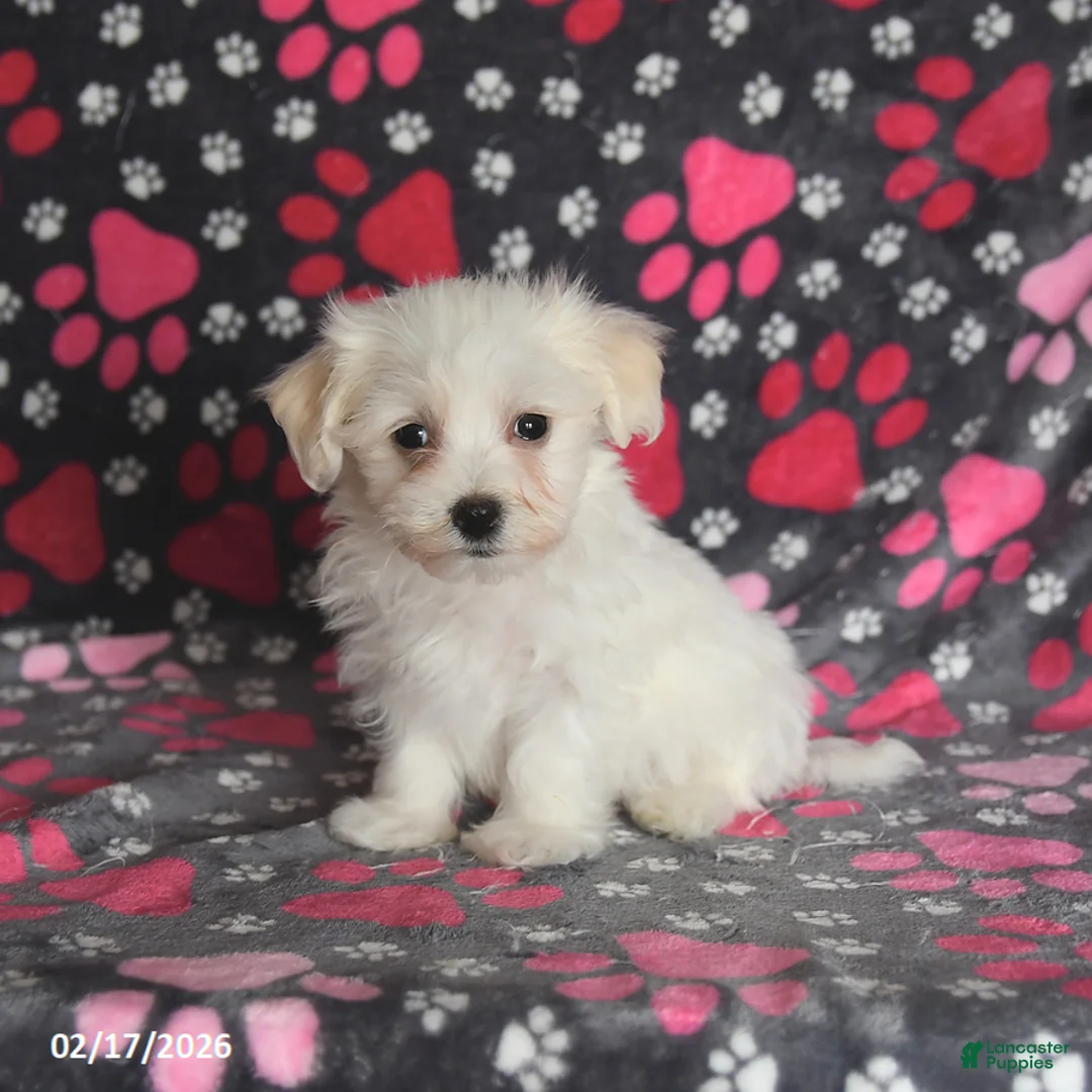 Maltese dogs for sale: Frost  - Ad 1