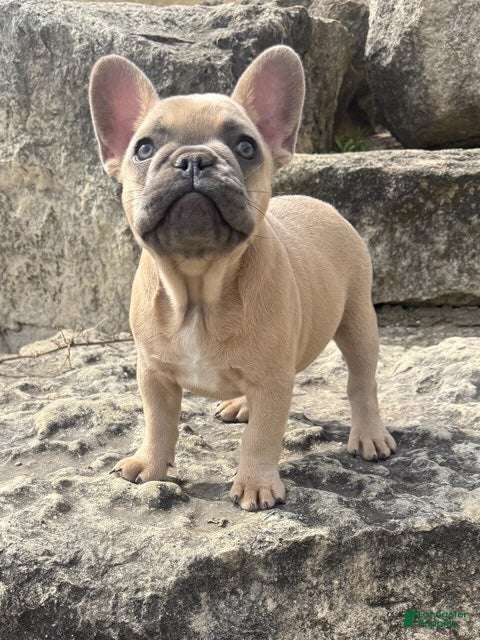 French Bulldog dogs Bear - Ad 1