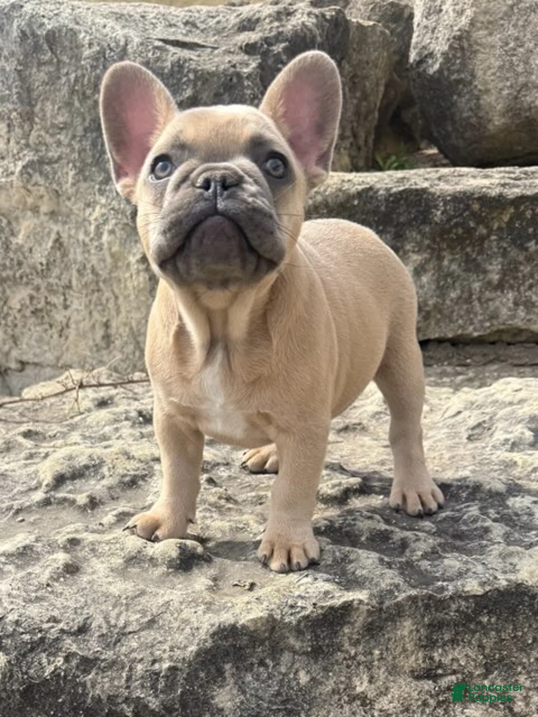 French Bulldog dogs for sale: Bear - Ad 1