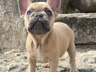 French Bulldog dogs for sale: Bear - Ad 2