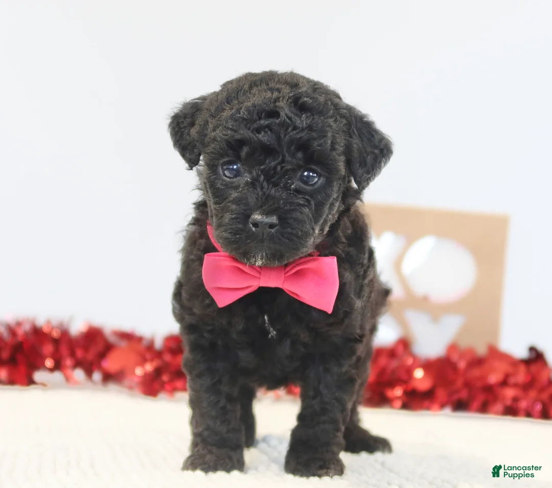 Toy Poodle dogs for sale: Sweet Pea - Ad 5