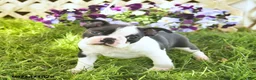 Boston Terrier dogs for sale: Blaze  - Ad 2