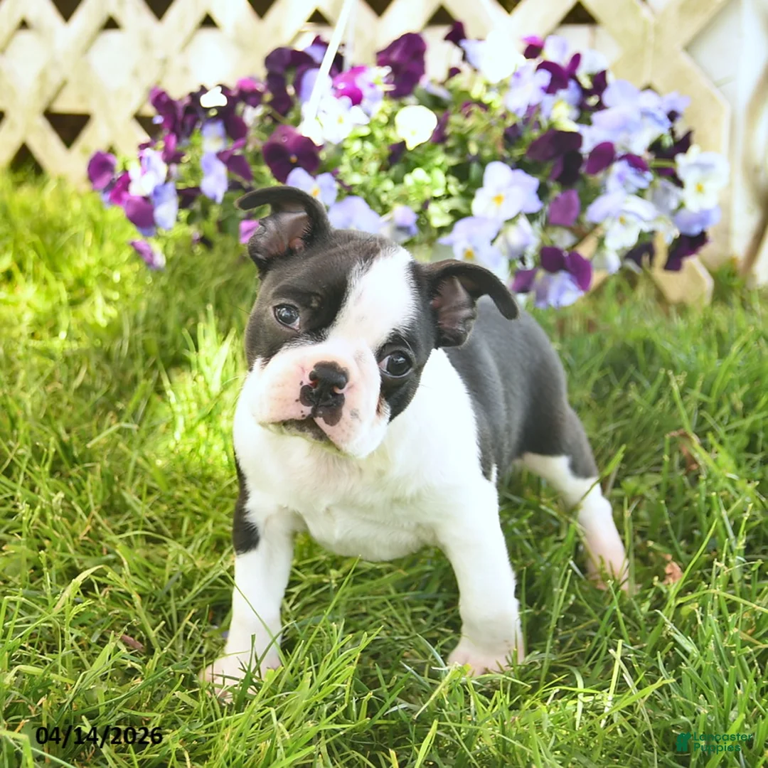 Boston Terrier dogs for sale: Blaze  - Ad 2