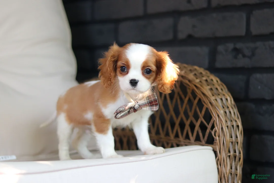 Cavalier King Charles Spaniel dogs for sale: Gus - Ad 13