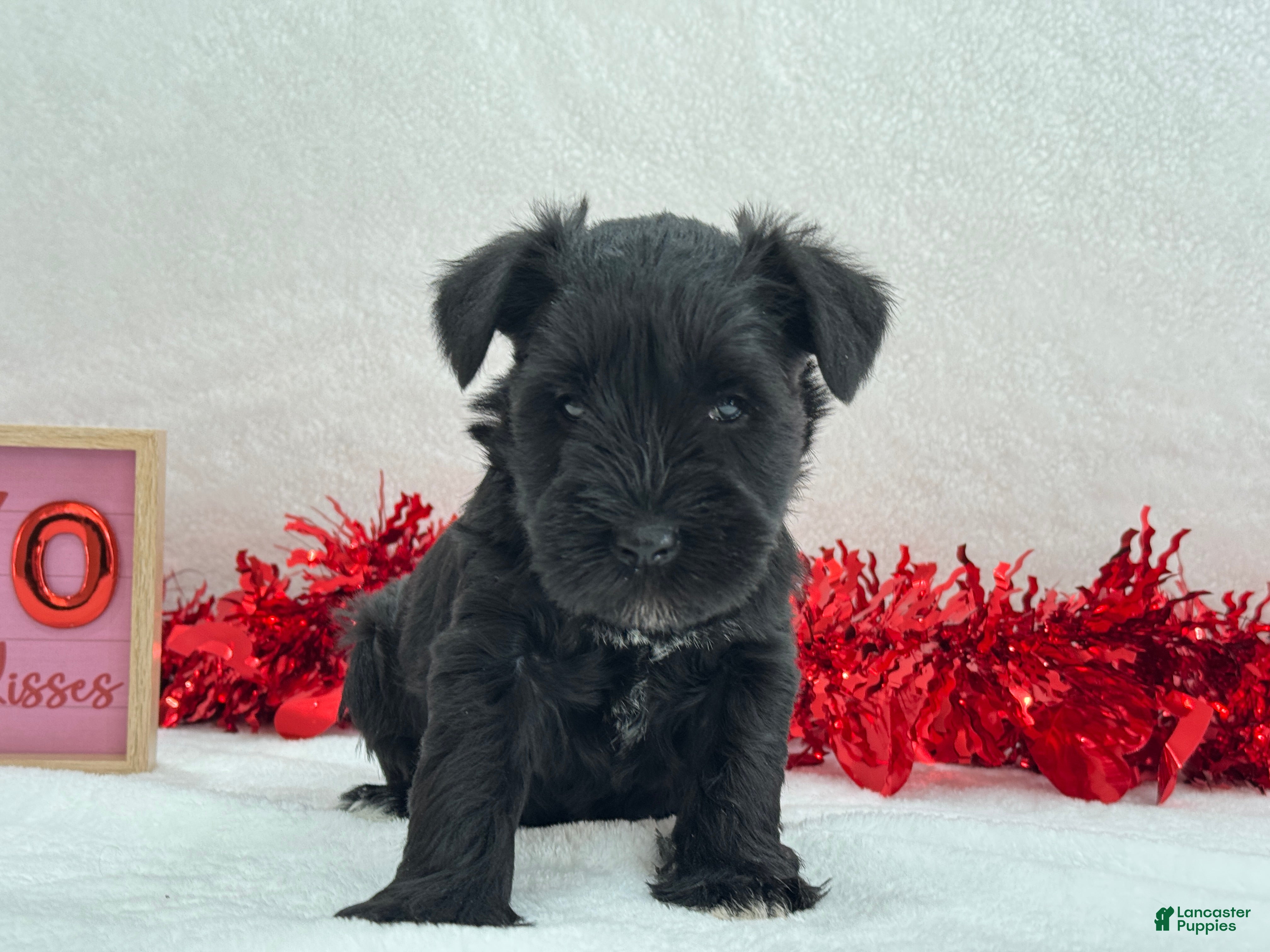 Miniature Schnauzer dogs Elsa Female 1 - Ad 13