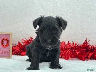 Miniature Schnauzer dogs Elsa Female 1 - Ad 13