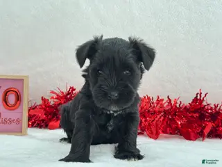 Miniature Schnauzer dogs Elsa Female 1 - Ad 4