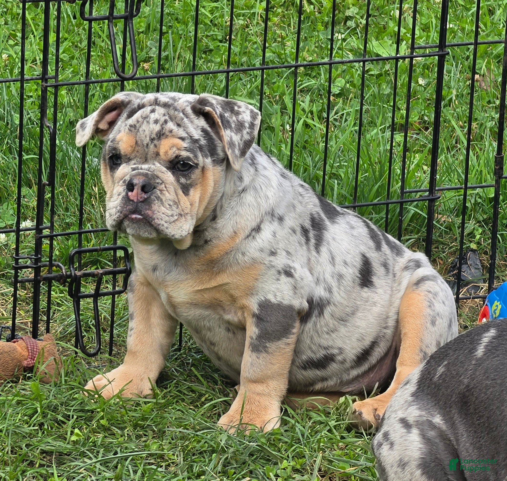 English Bulldog dogs Tinsel the lilac merle  - Ad 2