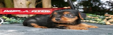 Lassie