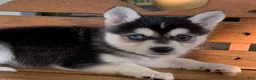 Alaskan Klee Kai dogs for sale: Summit - Toy Size Mini Husky Boy - Ad 4