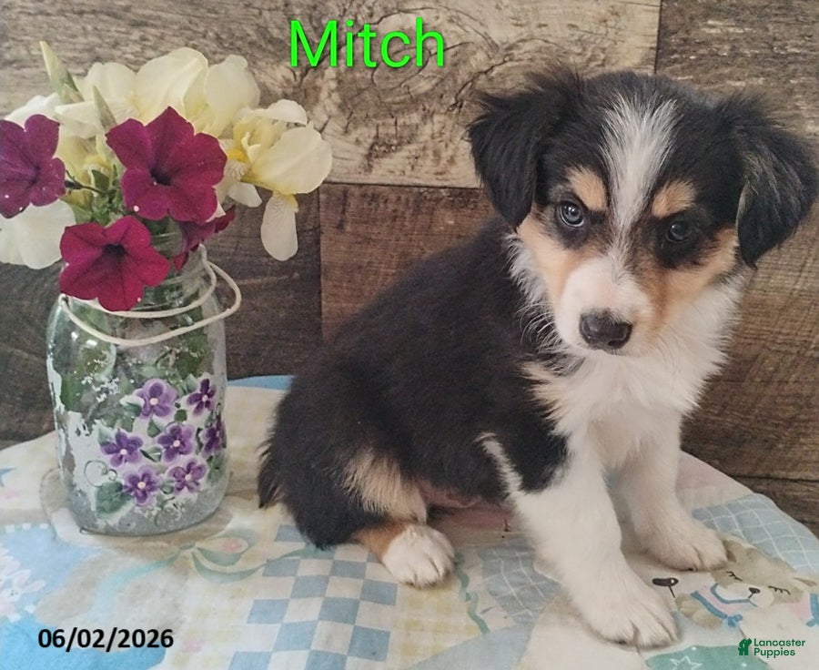 Miniature Australian Shepherd dogs for sale: Mitch - Ad 5