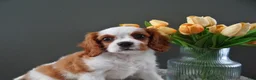 Cavalier King Charles Spaniel dogs for sale: Carly - Ad 3