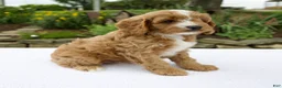 Cavapoo dogs for sale: Gus - Ad 6