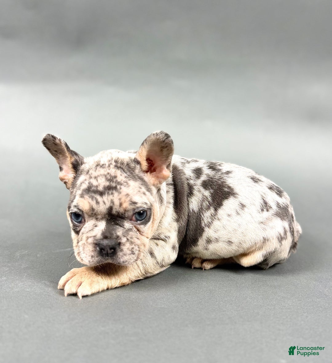 French Bulldog dogs for sale: Denver - Ad 6