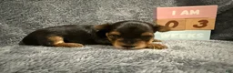 Yorkshire Terrier dogs for sale: Comet  - Ad 5