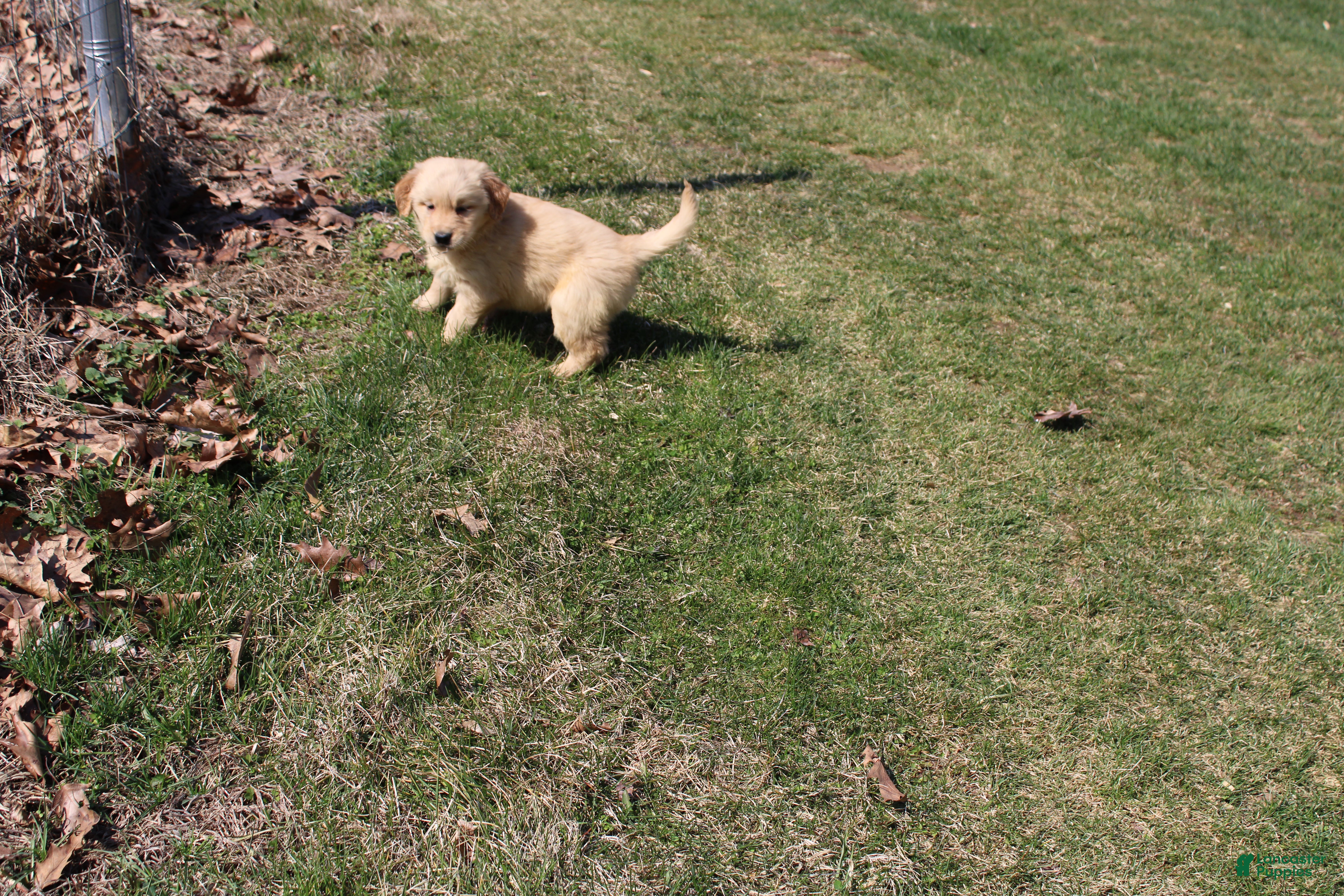 Golden Retriever dogs Pint - Ad 4