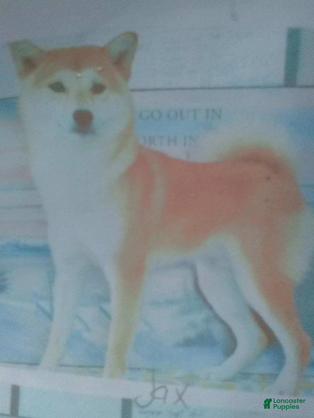 Shiba Inu dogs for sale: Logan - Ad 7