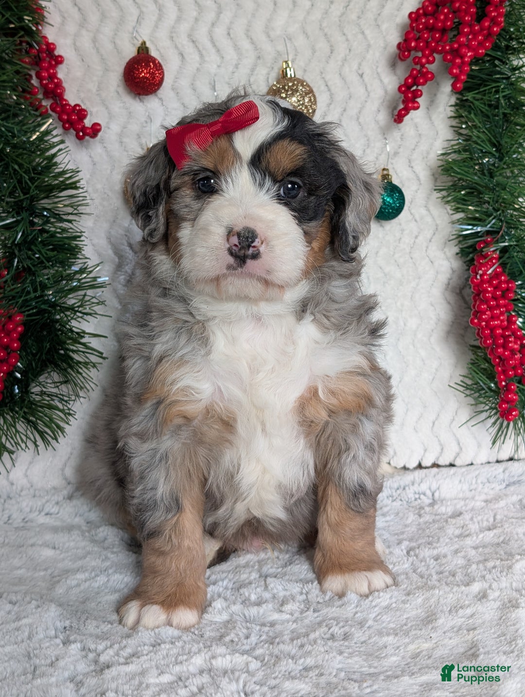 Mini Bernedoodle dogs for sale: Mini River - Ad 24