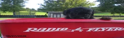 Yorkiepoo dogs for sale: Jill - Ad 7